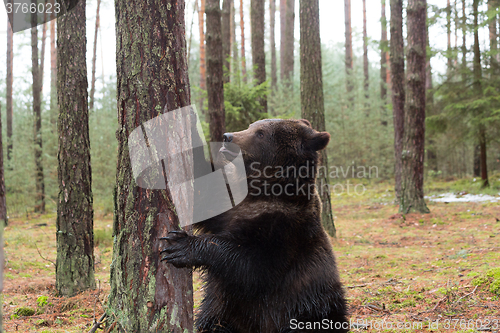 Image of brown bear (Ursus arctos) in winter forest