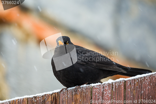 Image of male of Common blackbird