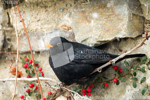 Image of male of Common blackbird