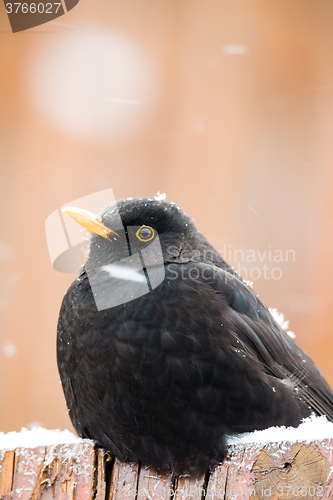 Image of male of Common blackbird