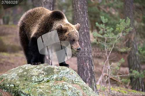 Image of brown bear (Ursus arctos) in winter forest