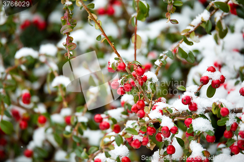 Image of winter background with red gaultheria and snow