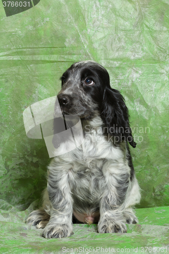 Image of blue English Cocker Spaniel puppy