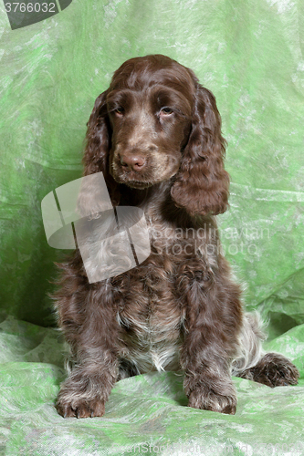 Image of brown English Cocker Spaniel puppy