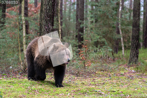 Image of brown bear (Ursus arctos) in winter forest