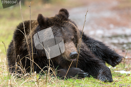 Image of brown bear (Ursus arctos) in winter forest