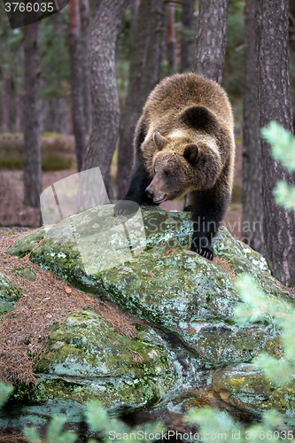 Image of brown bear (Ursus arctos) in winter forest