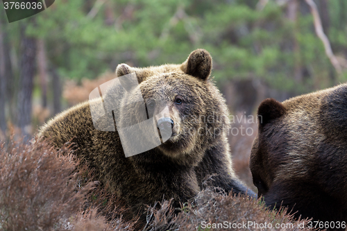 Image of brown bear (Ursus arctos) in winter forest