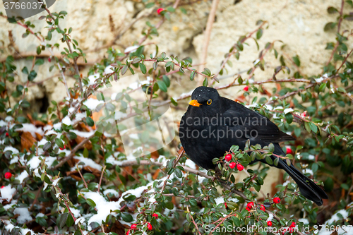 Image of male of Common blackbird