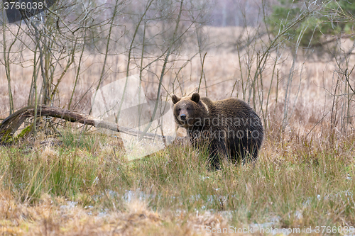 Image of brown bear (Ursus arctos) in winter forest