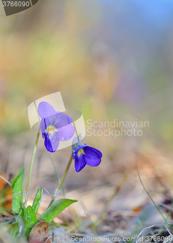 Image of Viola odorata flowers blooming