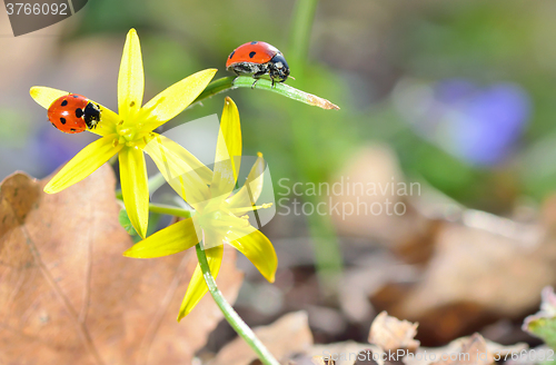 Image of Ladybugs on spring  flowers in forest