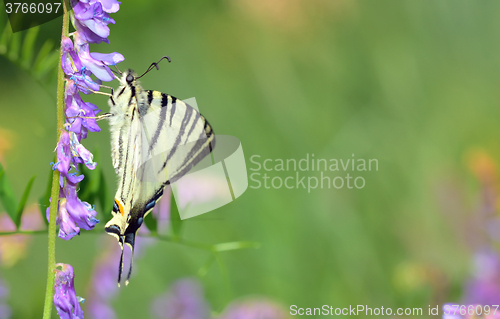 Image of Scarce swallowtail (Iphiclides podalirius)