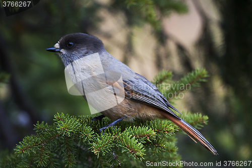 Image of siberian jay