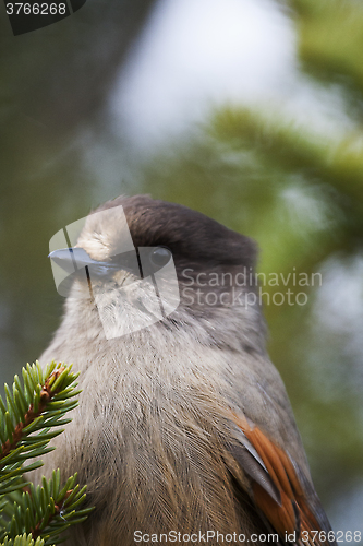 Image of siberian jay