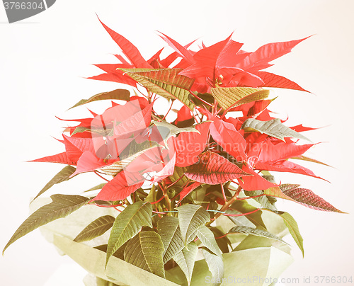 Image of Retro looking Poinsettia Christmas star