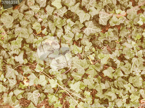 Image of Retro looking Ivy leaves