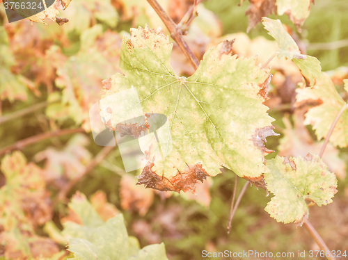 Image of Retro looking Vitis plant leaf
