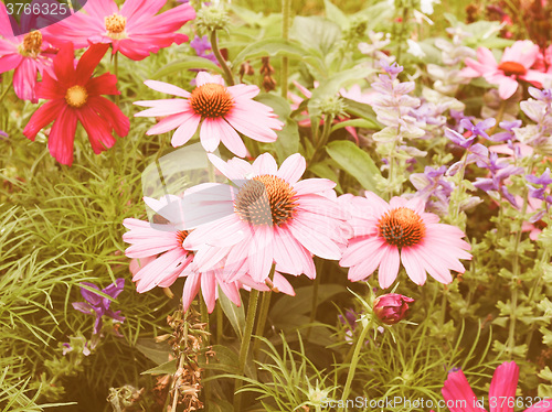 Image of Retro looking Daisy flower