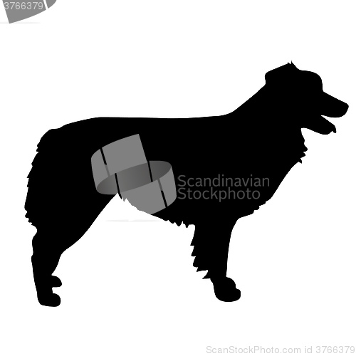 Image of Australian Shepherd Silhouette