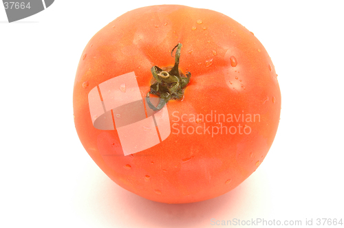 Image of hydroponic tomato