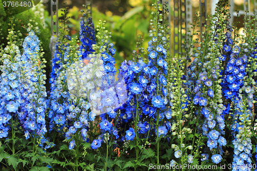 Image of blue delphinium flower