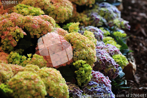 Image of hortensia flowers background