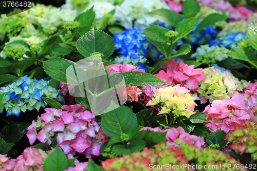 Image of hortensia flowers background