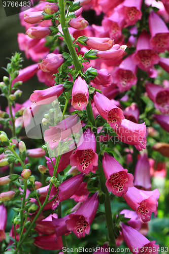 Image of digitalis flowers background