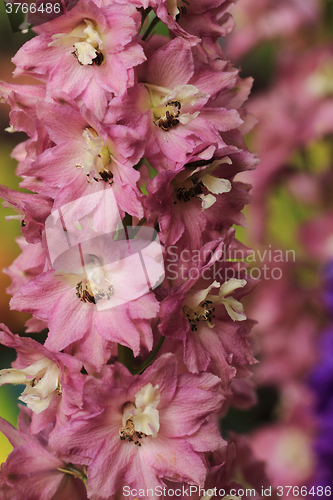 Image of violet consolida flowers