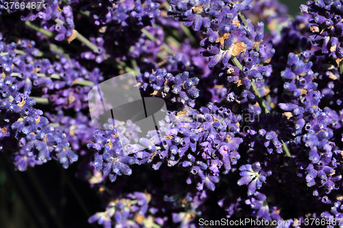 Image of violet lavender flowers