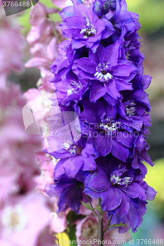Image of violet consolida flowers