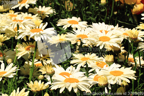 Image of white marguerite flower background