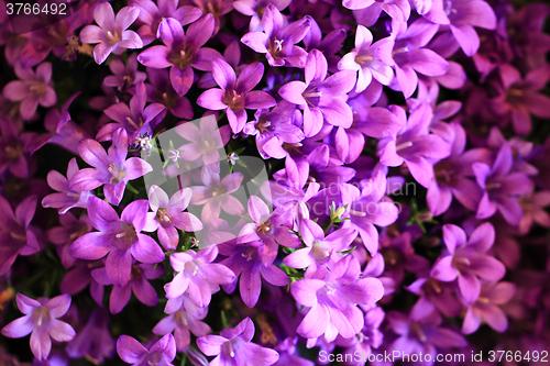 Image of blue bell-flowers background