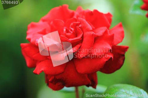 Image of red rose flower