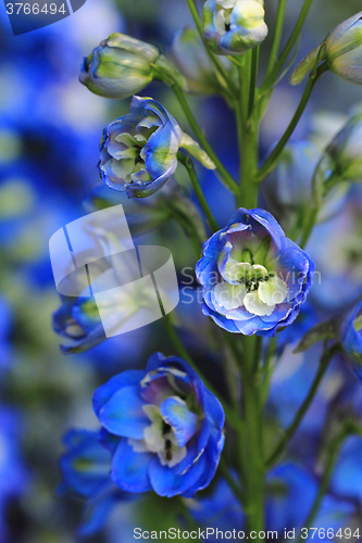 Image of blue delphinium flower