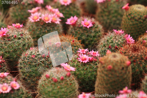 Image of pink cactus flowers\r\n