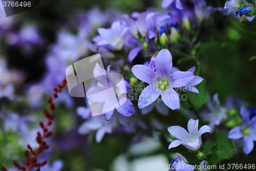 Image of blue bell-flowers background