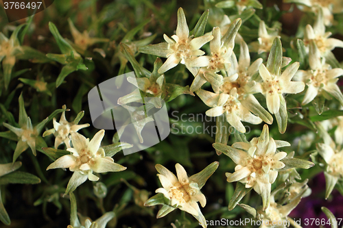 Image of edelweiss alp flower