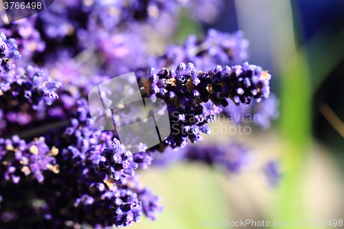 Image of violet lavender flowers
