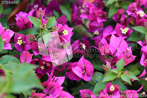 Image of bougainvillea flowers background