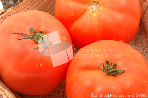 Image of hydroponic tomatoes in wicker