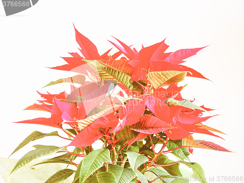 Image of Retro looking Poinsettia Christmas star