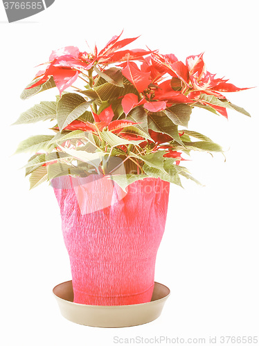 Image of Retro looking Poinsettia Christmas Star