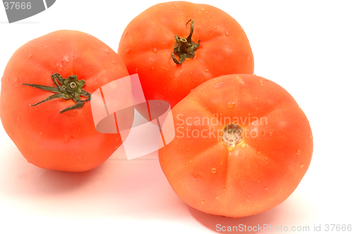 Image of hydroponic tomatoes on white