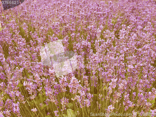 Image of Retro looking Lavender flowers