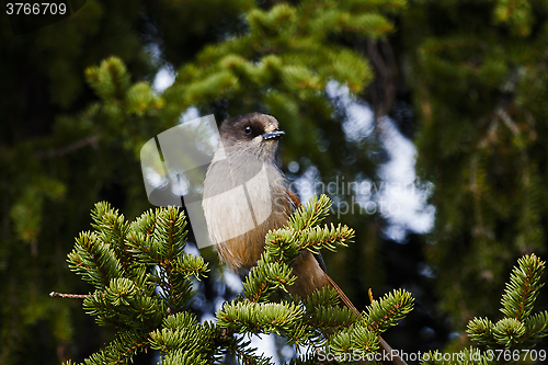 Image of siberian jay in a spruce