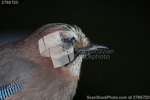 Image of eurasian jay