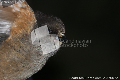 Image of siberian jay