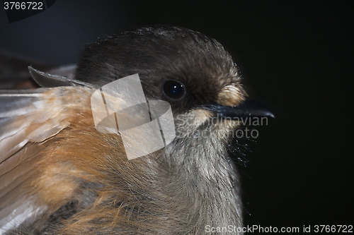 Image of siberian jay